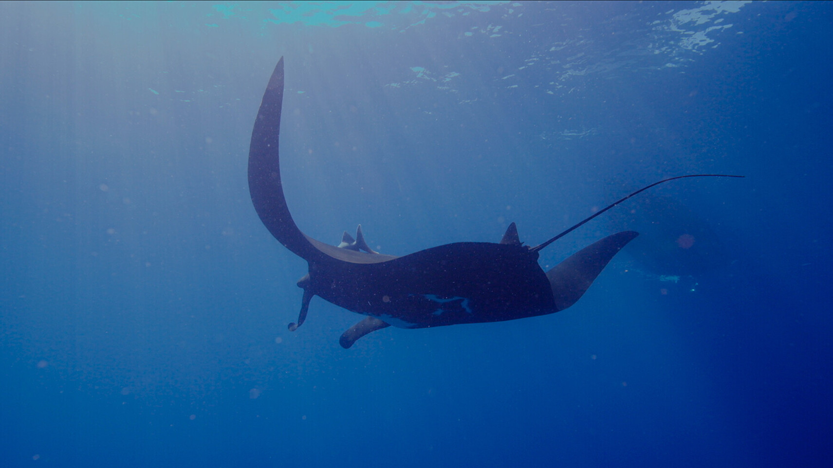 Mantarochen im Seitenprofil schwebt durch tiefblaues Wasser, Sonnenlicht schimmert von oben